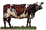 vache normande